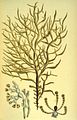 Mesogloia vermiculata1